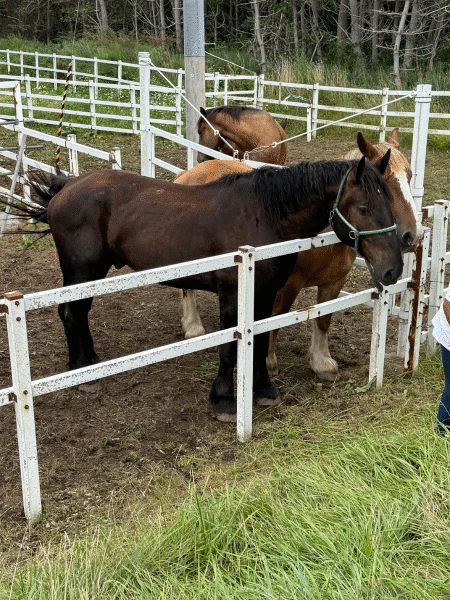 1756360357-i2juz10yfdeydq7wfvxrtgem-2