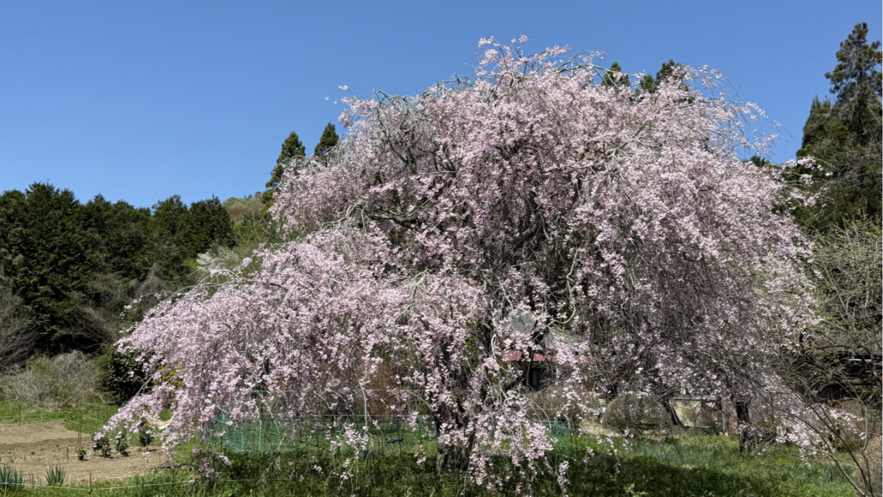 茂木町のしだれ桜